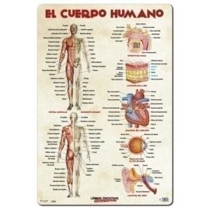 Imagen LAMINA ESCOLAR ERIK EL CUERPO HUMANO